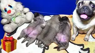 Amazingly cute fat pug puppies and their mom.