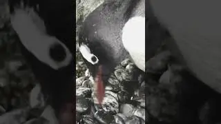 Gay penguin dies in Australia - leaving behind his beloved partner