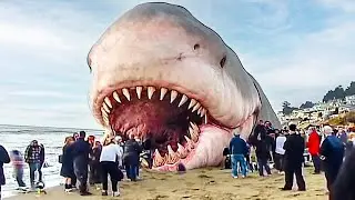 15 Reasons the Megalodon Shark May Still Exist!