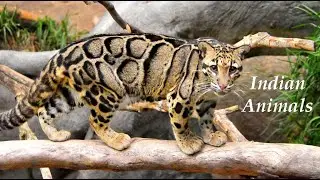 Wild Indian Animals l Kind of animals in India l Animals of India