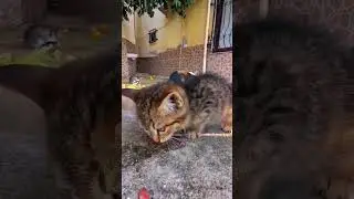 Кошки в Алании