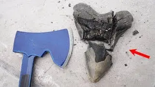 Whats inside a Megalodon Tooth?