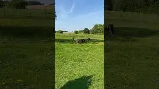 🐴 Shetland Ponies: Small in Size, Mighty in Spirit 🇳🇱