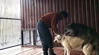 Насильно мил не будешь. Почему волк не может вязать собаку? Канадский волк Акела и Тайга( ЗСЛ)