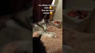 #cat