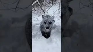 Snow leopard 😹 