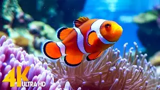 Aquarium 4K VIDEO (ULTRA HD) - Beautiful Coral Reef Fish - Sleep Relaxing Meditation Music