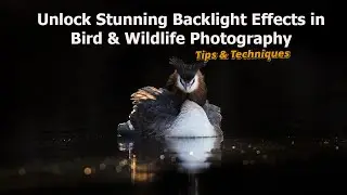 Unlock Stunning Backlight Effects in Bird & wildlife Photography | Tips and Techniques