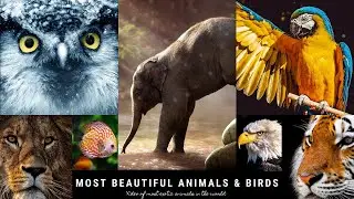 BEAUTIFUL ANIMALS and CUTE BIRDS video-2020 HD | Most exotic ANIMALS in the WORLD | Animals for Kids