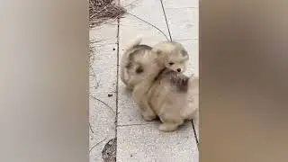 Funniest Animals new Video Funny Dogs And Cats Try Not To Laugh Animals 2023😍😍😍🤪🤪🤪🤣🤣🤣
