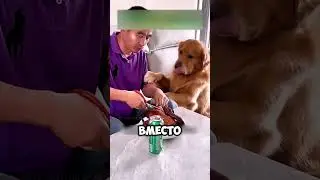 неожиданный поступок пса 🐕🐕 