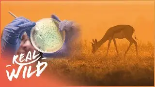 Freezing Animal Cells To Repopulate Endangered Species | The Frozen Zoo