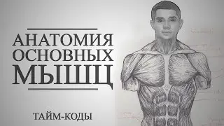 Анатомия мышц: места крепления, функции