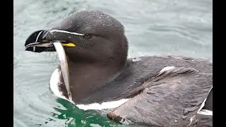 Razorbills Alca torda fishing for Sandeels, Lerwick, Shetland