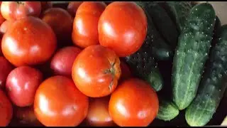 СУПЕР ПОДКОРМКА ИЗ ДРОЖЖЕЙ ДЛЯ ТОМАТОВ И ОГУРЦОВ ДЛЯ УВЕЛИЧЕНИЯ УРОЖАЯ!