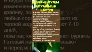 ПОДКОРМИ ОГУРЦЫ ЗЕЛЕНЫМ УДОБРЕНИЕМ