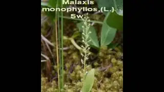 Орхидеи Урала(Orchids Urals)&Maksim Mrvica