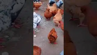 Это голубь или курица? Похоже на доминирования