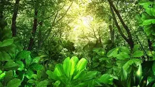 Green Forest Background Video Animation |  Motion Background Loop | No Copyright