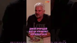 Башкирия переживает нашествие медведей? Почему хищники выходят к людям 