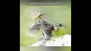 Хитрая Черепаха Охотится