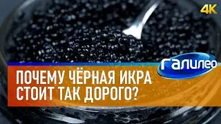 Галилео 🐟 Почему чёрная икра стоит так дорого? [4K]