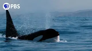 How Orcas Hunt Dolphins