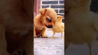 Friendship/ puppies & bird & chick.A beautiful moment #5068 - #shorts,#dog,#friendship