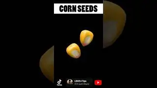 CORN SEEDS: How to get it in Last Day On Earth Survival | LDOE★Tips 