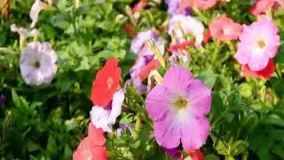 Tawang hill station  tourism