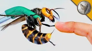 STUNG by a MURDER HORNET!