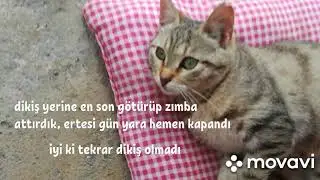 Kedi kısırlaştırma/dikişleri açıldı neler yapıldı/Annesi naptı💕