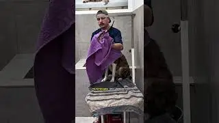 АВСТРАЛИЙСКАЯ ОВЧАРКА В ГРУМИНГ-САЛОНЕ #собаки #овчарка #груминг #grooming #dogs #pets #tbilisi
