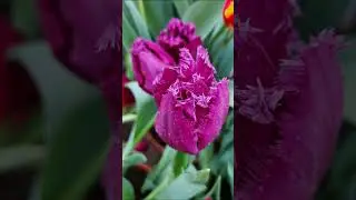 Редкие виды тюльпанов. Warning: Rare Tulip Varieties.