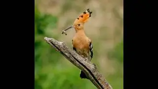 hoopoe bird feeding