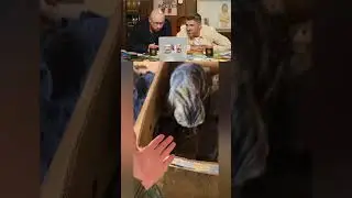 Милые котики 