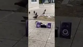 Видео приколы про птиц