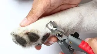 5 лучших когтерезов с AliExpress