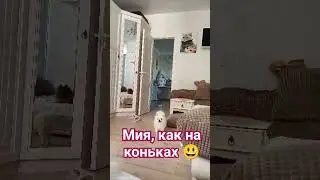 Смешные шпицы 😃 