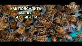 Как подсадить матку, если не знаешь, есть ли в подсаживаемой семье своя матка