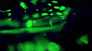 Green Screen Glitch Overlay - Static TV Loop