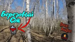 Как собрать березовый сок ( Простой Способ)