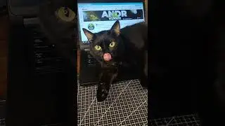 Жизнь С КОТОМ😂 Немного о ДОМАШНЕМ от AndrVzlom😎✌️