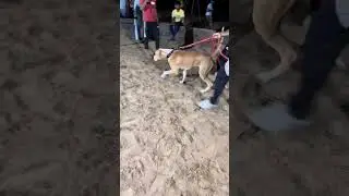 Pakistani Bully Dog in Battle Ground 👹 
