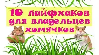 10 лайфхаков для владельцев хомячков ❤ 