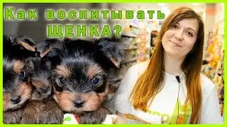 Как воспитать ЩЕНКА? Первые команды. PRO-Хвост