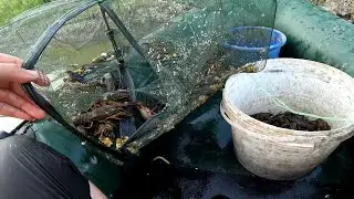 Раколовки полные рыбы и раков, ставок своими руками