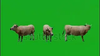 Animal green screen free download 3D cow eating different angle Chromakey rendering animation