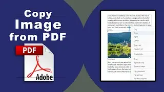 How to copy image from PDF using Adobe Acrobat Pro DC