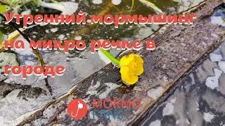 Утренний мормышинг на микро речке в городе.